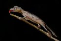 065 Ranomafana NP, grote bladstaart gekko